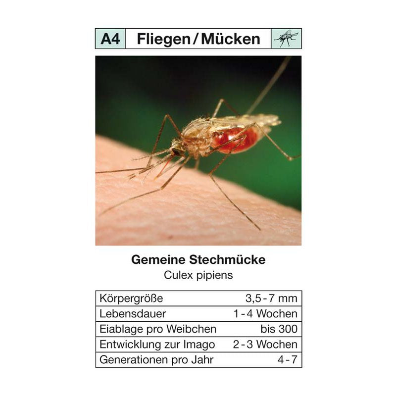 quartettspiel "ungeziefer"