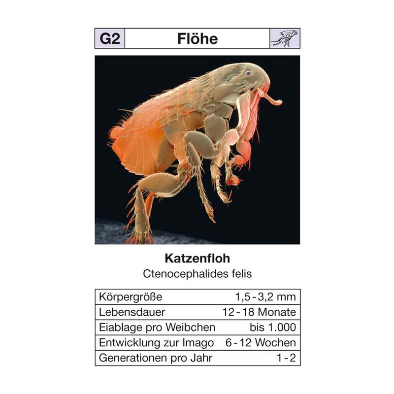 quartettspiel "ungeziefer"