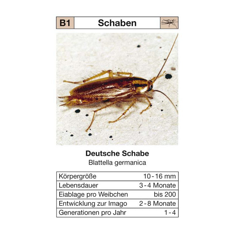 quartettspiel "ungeziefer"