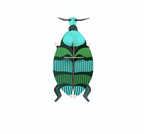 weevil beetle