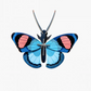 peacock butterfly