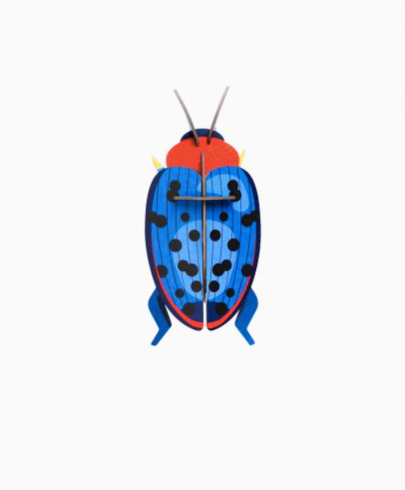 fungus beetle