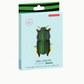 scarab beetle